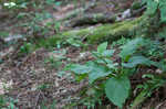 Rugel's Indianplantain <BR>Rugel's ragwort